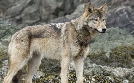 Ein Jahr in Kanadas Wildnis | TV-Programm von phoenix