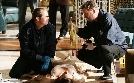CSI: Den Tätern auf der Spur | TV-Programm von VOX