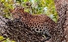 Asiens wilde Überlebenskünstler | TV-Programm von phoenix