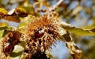 Esskastanienwälder und wilde Natur: An Montenegros Skutari See | TV-Programm von arte
