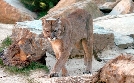 Seehund, Puma & Co. | TV-Programm von BR