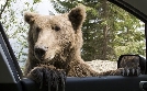 Dashcam - Die schlimmsten Autofahrer der Welt | TV-Programm von WELT