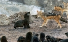 Tierische Freibeuter der Meere | TV-Programm von arte