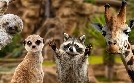 Giraffe, Erdmännchen & Co. | TV-Programm von BR