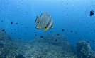 Into the Blue – Indonesiens Unterwasserparadiese | TV-Programm von phoenix
