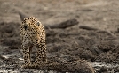 Malika Leopard Huntress | TV-Programm von 3sat