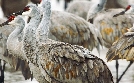 Die Prärie – Rückkehr der Wildnis | TV-Programm von phoenix