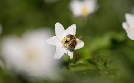 Ziemlich wilde Bienen | TV-Programm von SWR