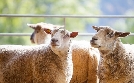 Schweizweit | TV-Programm von 3sat