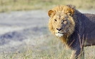 San Diego Zoo | TV-Programm von TLC