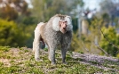San Diego Zoo | TV-Programm von TLC