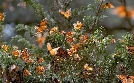 Insekten - Die heimlichen Herrscher | TV-Programm von arte