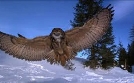 Der Flug der Eule | TV-Programm von 3sat