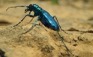 Insekten - Die heimlichen Herrscher | TV-Programm von arte
