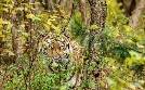 Der Sibirische Tiger - Seele der russischen Wildnis | TV-Programm von arte