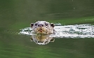Indiens Otter: Leben am Fluss | TV-Programm von arte