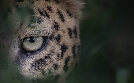 Tiere vor der Kamera | TV-Programm von RBB