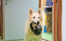 Können Hunde sprechen? | TV-Programm von arte