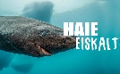 Haie eiskalt! Jäger zwischen Nordsee und Grönland | TV-Programm von arte