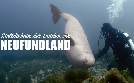 Stelldichein der Lodden vor Neufundland | TV-Programm von arte