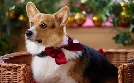 A Royal Corgi Christmas - Weihnachten wird königlich | TV-Programm von RTL SUPER