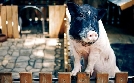 Fabelhafte Artgenossen - Das Schwein | TV-Programm von 3sat
