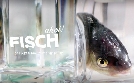 Fisch ahoi! Das Meer braucht eine Pause | TV-Programm von 3sat