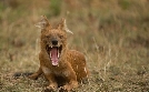 Wildes Indien | TV-Programm von 3sat