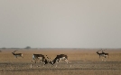 Wildes Indien | TV-Programm von 3sat