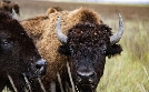 Der Amerikanische Bison | TV-Programm von arte