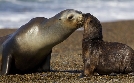 Wildes Patagonien | TV-Programm von phoenix