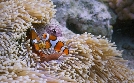 Meister der Jagd am Great Barrier Reef | TV-Programm von arte