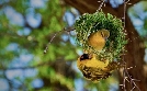 Wow! Überraschende Tiergeschichten | TV-Programm von phoenix