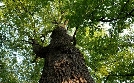 Naturwunderwerk Wald - Die faszinierenden Überlebensstrategien der Bäume | TV-Programm von 3sat