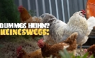 Dummes Huhn? Keineswegs! | TV-Programm von arte