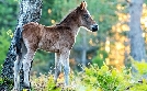 Wald der wilden Ponys | TV-Programm von phoenix