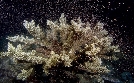 Meister der Jagd am Great Barrier Reef | TV-Programm von arte