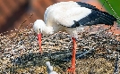 Kinderstuben der Tiere | TV-Programm von arte