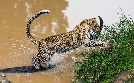 Die Leopardin | TV-Programm von arte