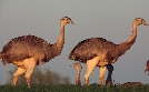 Die Lauenburgischen Seen - Wildnis zwischen Lübeck und Elbe | TV-Programm von 3sat