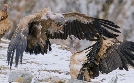 Chinas wilde Geheimnisse | TV-Programm von arte