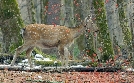 Chinas wilde Geheimnisse | TV-Programm von arte