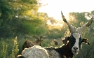 Pakt mit der Natur | TV-Programm von arte