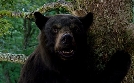 Cocaine Bear | TV-Programm von ProSieben