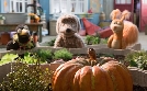 Rudis Rasselbande | TV-Programm von KiKA
