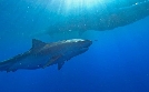 The Sharks of Hawaii | TV-Programm von phoenix