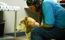 Tierarzt Dr. Jeff - Der Rocky Mountain Doc | TV-Programm von TLC
