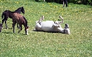 Weiße Pferde, Blaue Reben - In der Heimat der Lipizzaner und des Schilchers | TV-Programm von 3sat
