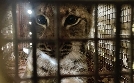 Animal Takeoff | TV-Programm von BR