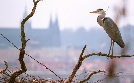 Wildes Prag | TV-Programm von arte